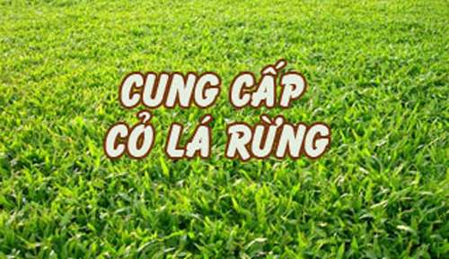 Cỏ lá gừng - Kiến Trúc Cảnh Quan HATA LANDSCAPE - Công Ty TNHH Kiến Trúc Cảnh Quan Hata