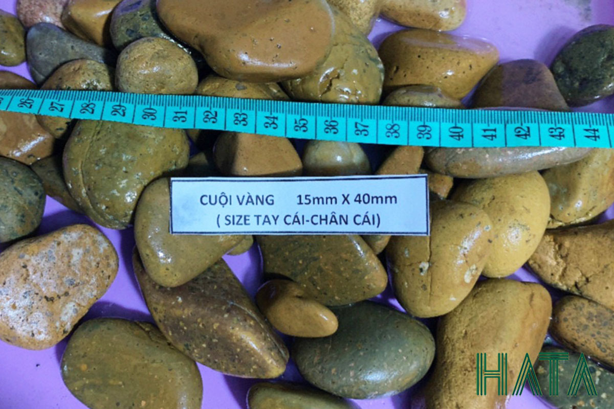 Cuội vàng