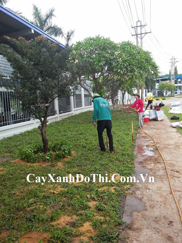 Dịch vụ chăm sóc cây xanh - Kiến Trúc Cảnh Quan HATA LANDSCAPE - Công Ty TNHH Kiến Trúc Cảnh Quan Hata