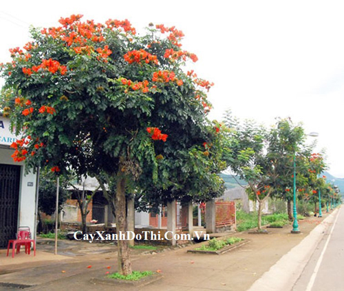 Sò đỏ cam - Kiến Trúc Cảnh Quan HATA LANDSCAPE - Công Ty TNHH Kiến Trúc Cảnh Quan Hata