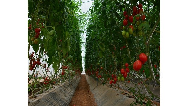 Cà chua sạch - VINASEED - Công Ty Cổ Phần Giống Cây Trồng Trung Ương