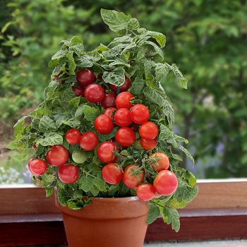 Cà chua bi lùn - Cơ Sở Cây Xanh Cây Cảnh Trung Thực