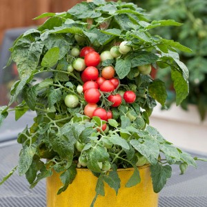 Cà chua bi lùn cherry - Cơ Sở Cây Xanh Cây Cảnh Trung Thực