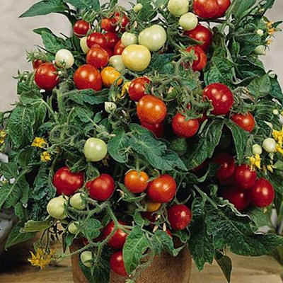 Cà chua bi lùn mini - Cơ Sở Cây Xanh Cây Cảnh Trung Thực