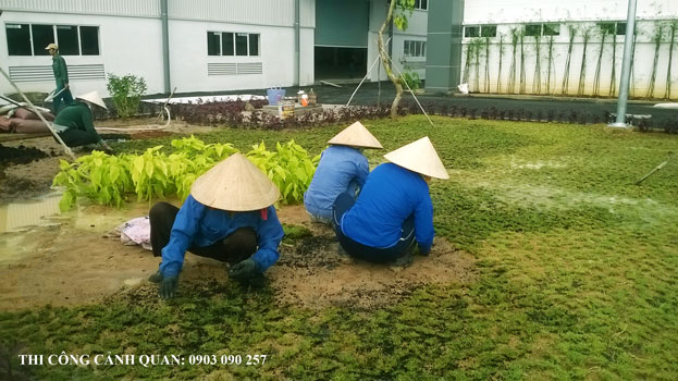 Trồng cỏ lá gừng - Công Ty TNHH Một Thành Viên Mỹ Thuật Cảnh Quan Việt
