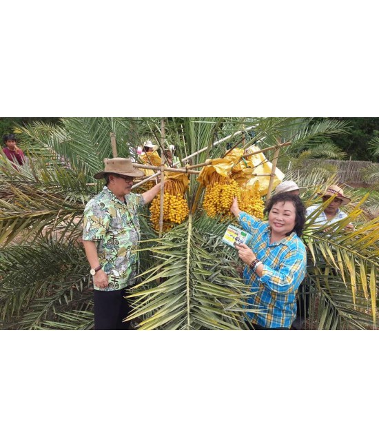 Phân bón hữu cơ Thái Lan