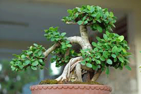 Cây bonsai - Xí Nghiệp Duy Trì Cây Xanh Số 5 - Công Ty TNHH MTV Vườn Thú Hà Nội