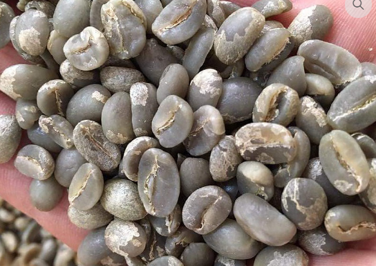 Cà phê Typica