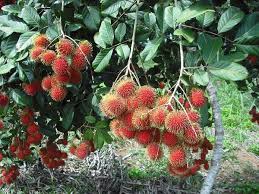 Cây giống chôm chôm