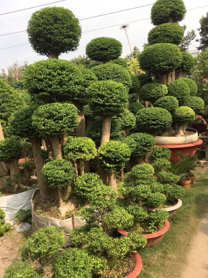 Hình ảnh cây cảnh - Công Ty TNHH Phát Triển Công Nghệ Và Môi Trường Thiên Tân