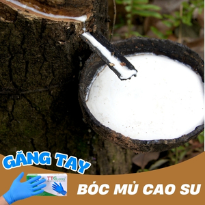 Găng tay bóc mủ cao su TTGloves màu xanh