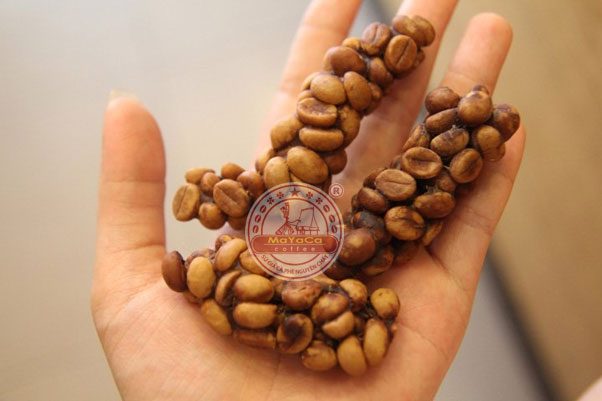 Cà phê chồn Mayaca SM5
