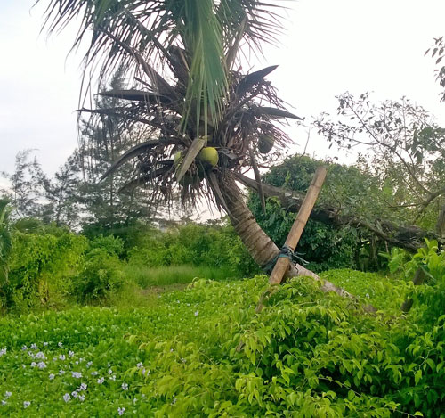 Cây dừa