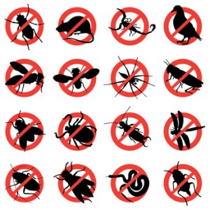 Dịch vụ diệt côn trùng khác