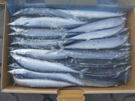 Cá Kìm đông lạnh - Thực Phẩm Đông Lạnh Kỳ Phong Agro Seafood - Công Ty TNHH Kỳ Phong Agro Seafood