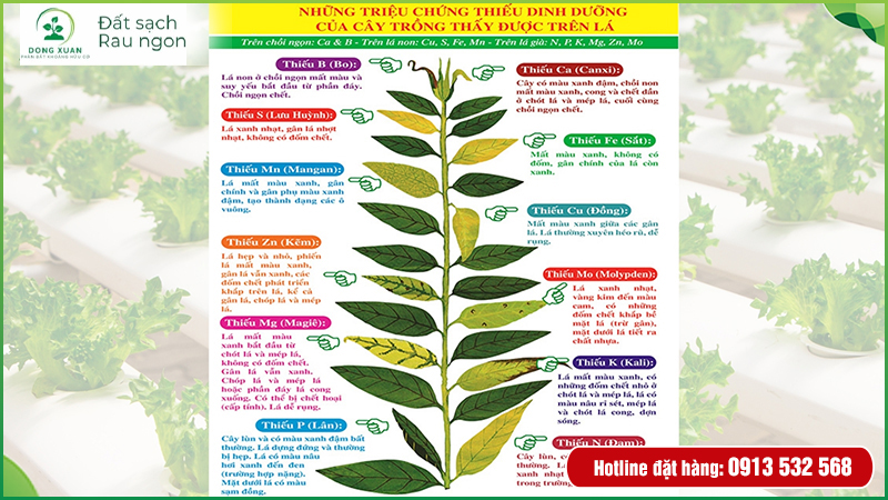 Thông tin sản phẩm đất sạch
