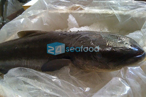 Cá bớp Phan Thiết - Công Ty TNHH 24h Seafood
