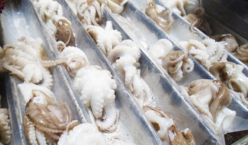 Bạch tuộc xô - Công Ty TNHH 24h Seafood