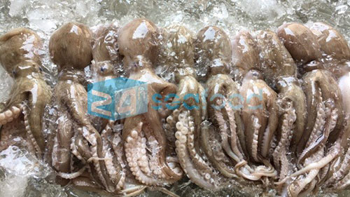 Bạch tuộc hai da - Công Ty TNHH 24h Seafood