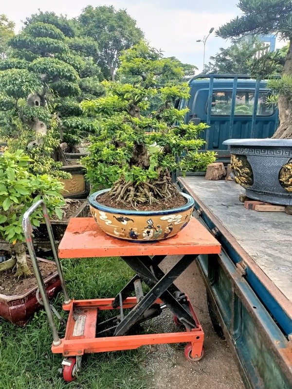 Xe nâng mặt bàn
