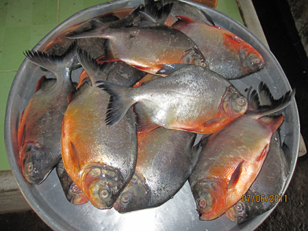 Các loại cá - Công Ty TNHH Thương Mại Dịch Vụ Phương Thuận Phát