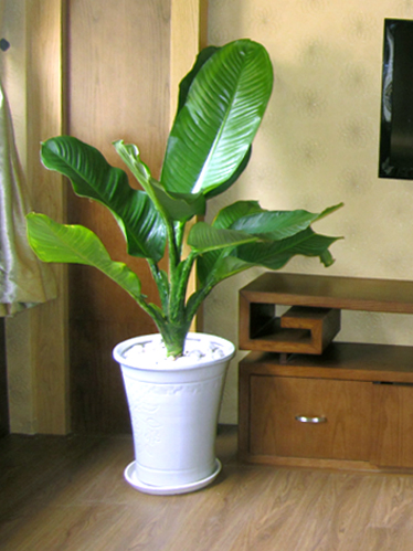 Cây đại phú gia