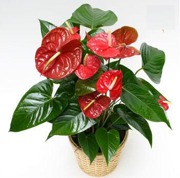 Cây hồng môn