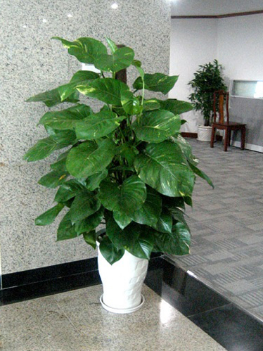 Cây vạn niên thanh