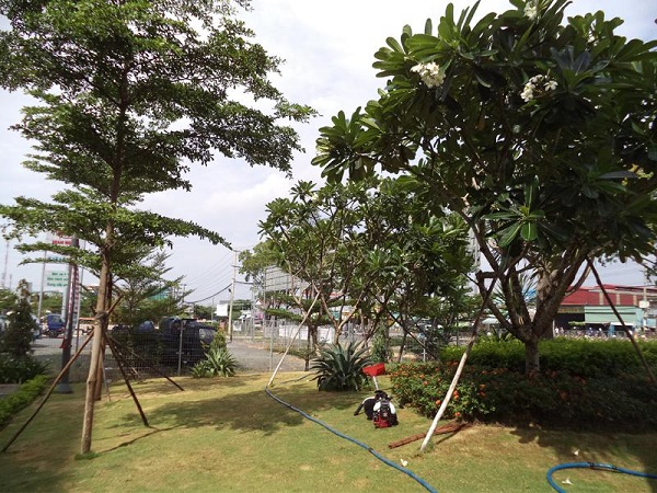 Cây xanh hệ thống Lotte Việt Nam