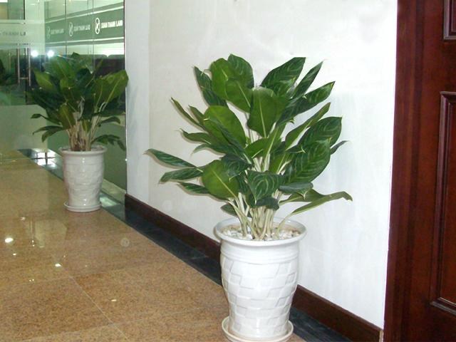 Cho thuê cây bạch mã