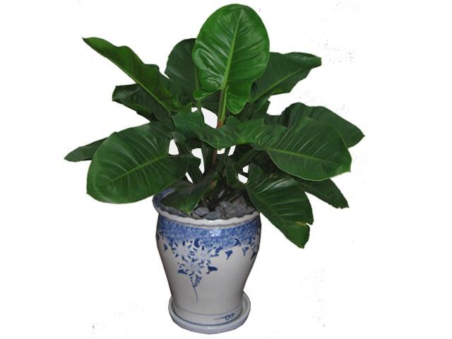 Cho thuê cây lục đế vương xanh