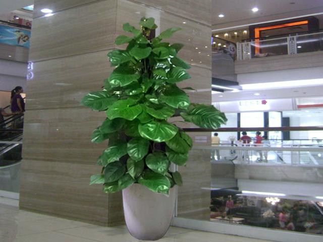 Cho thuê cây vạn niên thanh