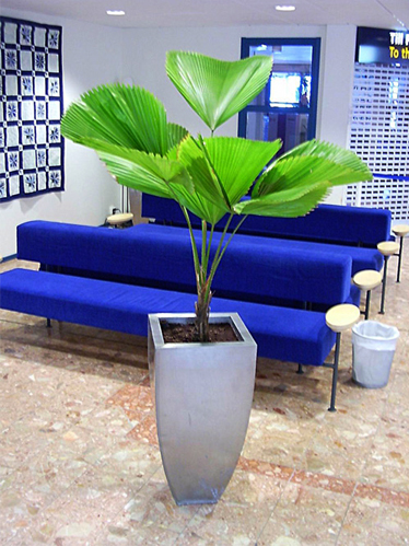 Cọ cảnh
