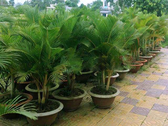 Cây cau Nhật