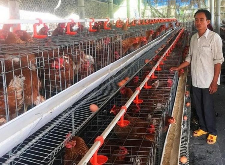 Lồng nuôi gà đẻ trứng công nghiệp