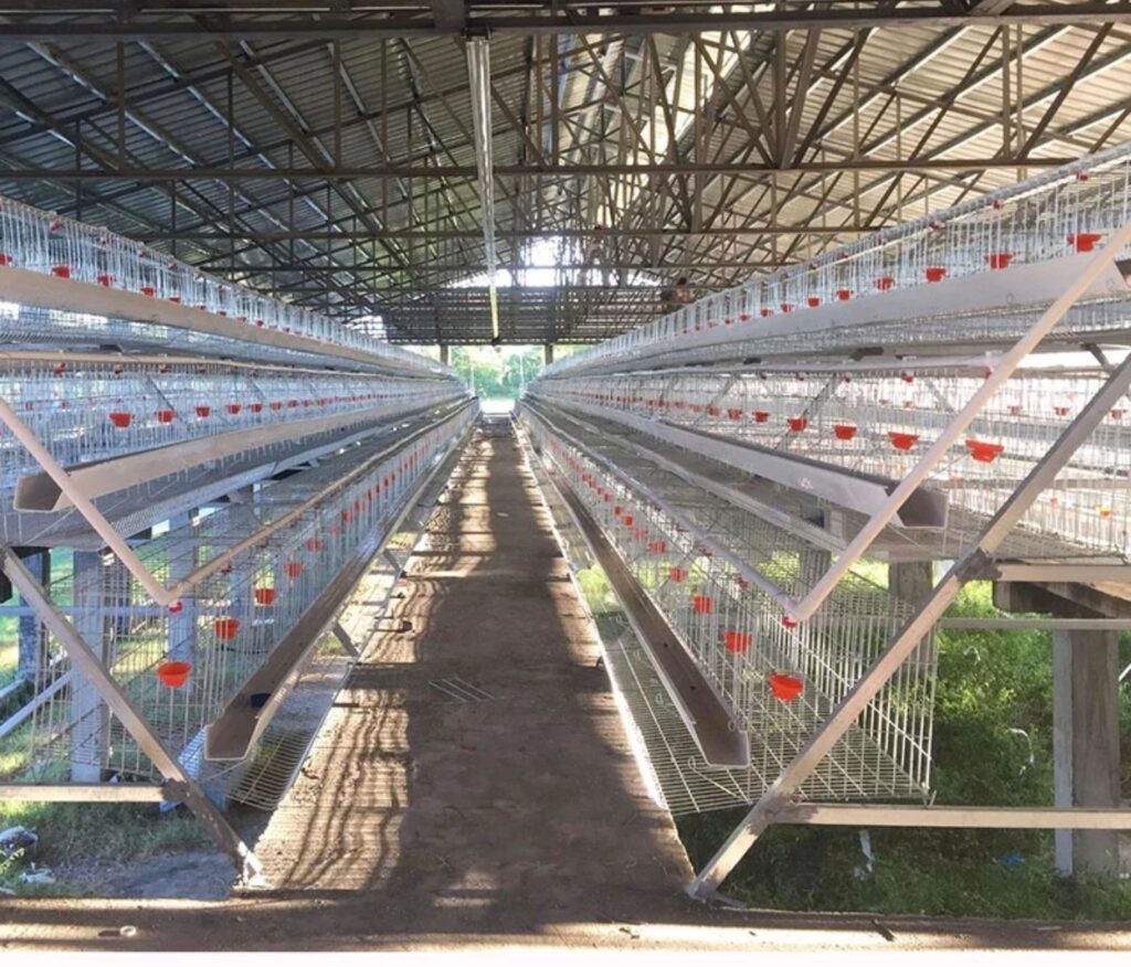 Lồng nuôi gà đẻ trứng công nghiệp