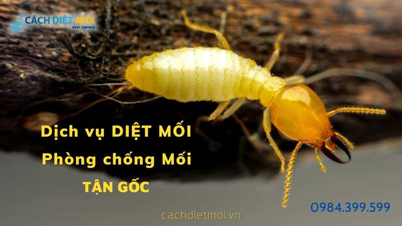 Dịch vụ diệt mối - Diệt Côn Trùng Trịnh Gia Bảo - Công Ty Cổ Phần Đầu Tư Trịnh Gia Bảo