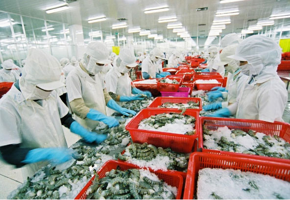 Thi công Xưởng chế biến hải sản - Công Ty TNHH Một Thành Viên Xây Dựng Thương Mại Hưng Phát Đạt