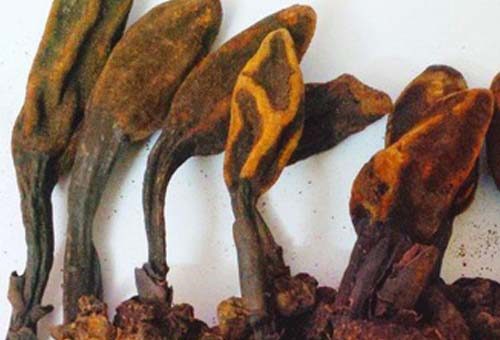 Nấm ngọc cẩu khô - Thảo Mộc Hà Huy Toại