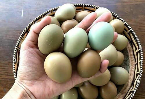 Trứng chim trĩ - Thực Phẩm Dũng Hà - Công Ty TNHH Nông Sản Dũng Hà