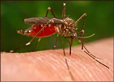Dịch vụ diệt muỗi - Công Ty  Cổ Phần dịch vụ Tổng Hợp nhà việt