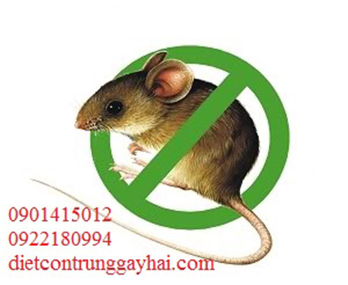 Dịch vụ diệt chuột - Việt Thành Pest Control - Công Ty TNHH Thương Mại Dịch Vụ Kiểm Soát Côn Trùng Việt Thành