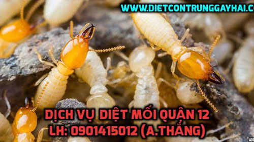 Dịch vụ phòng chống mối - Việt Thành Pest Control - Công Ty TNHH Thương Mại Dịch Vụ Kiểm Soát Côn Trùng Việt Thành