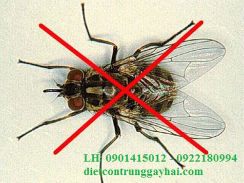 Dịch vụ diệt ruồi - Việt Thành Pest Control - Công Ty TNHH Thương Mại Dịch Vụ Kiểm Soát Côn Trùng Việt Thành