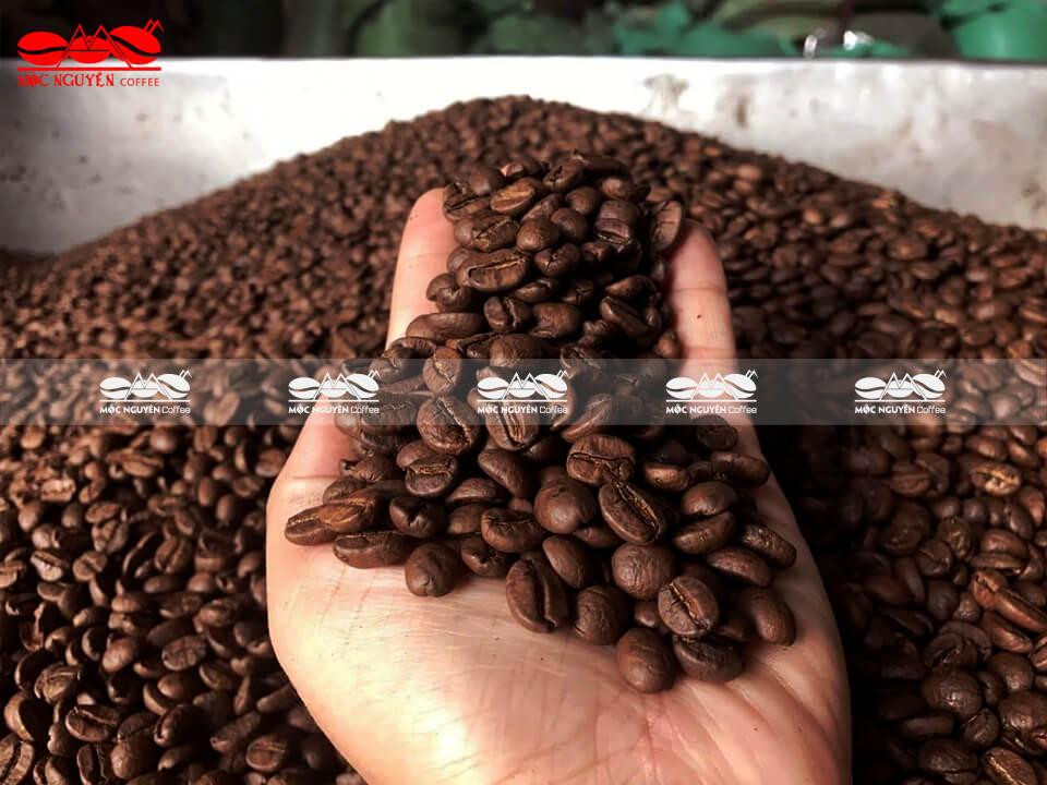 Cà phê hạt Robusta - Công Ty TNHH Cà Phê Mộc Nguyên