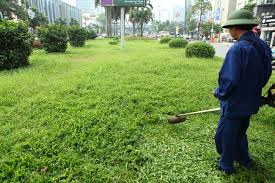 Dịch vụ cắt tỉa cỏ cây - Cây Xanh Miền Nam - Công Ty TNHH Vệ Sinh Cây Xanh Miền Nam