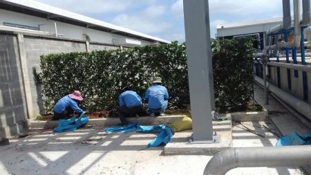 Dịch vụ chăm sóc cây xanh - Cây Xanh Miền Nam - Công Ty TNHH Vệ Sinh Cây Xanh Miền Nam
