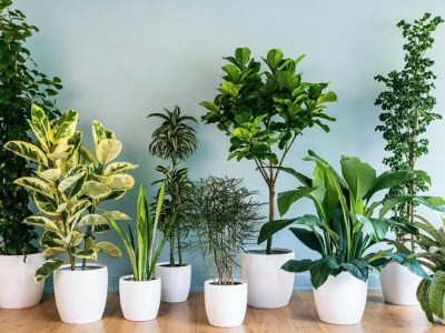 Dịch vụ cho thuê cây xanh văn phòng - Cây Xanh Miền Nam - Công Ty TNHH Vệ Sinh Cây Xanh Miền Nam