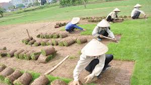 Dịch vụ trải thảm cỏ - Cây Xanh Miền Nam - Công Ty TNHH Vệ Sinh Cây Xanh Miền Nam