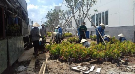Dịch vụ trồng cây xanh - Cây Xanh Miền Nam - Công Ty TNHH Vệ Sinh Cây Xanh Miền Nam